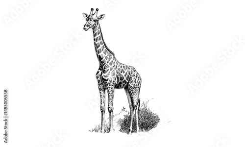 Hand-drawn giraffe engraving, vintage wildlife line art, monochrome mammal sketch, detailed nature etching, retro safari fauna, rustic black print, old engraving style, wildlife portrait