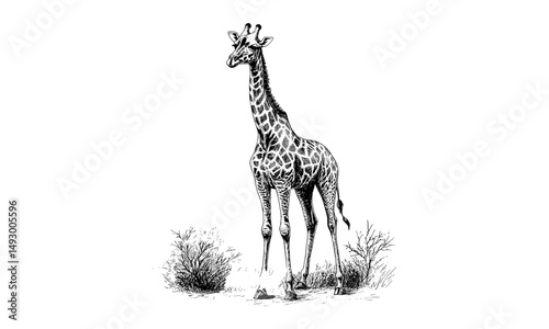 Monochrome mammal line art, vintage giraffe engraving, hand-drawn wildlife sketch, rustic fauna illustration, detailed nature drawing, retro safari art, classic engraving style, wildlife print,