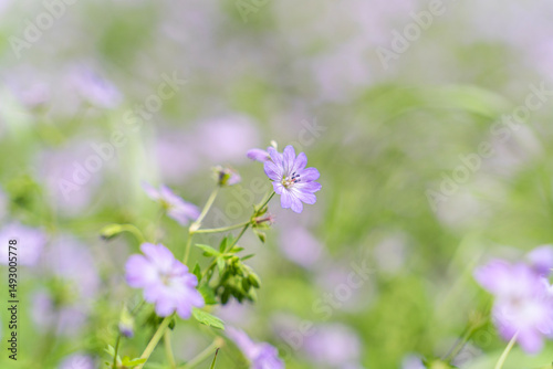 Geranium meadow. Purple flowers. Selected focus.