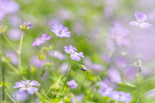 Geranium meadow. Purple flowers. Selected focus.