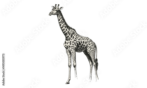 Giraffe engraving, hand-drawn etching, monochrome sketch, vintage mammal art, retro safari illustration, African wildlife decor, old style drawing, classic wildlife print