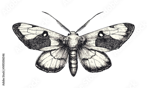 Hand-drawn Gooseberry Moth, Vintage Wildlife Engraving, Monochrome Insect Sketch, Retro Style Illustration, Nature Art Print, Scientific Drawing, Entomology Wall Decor