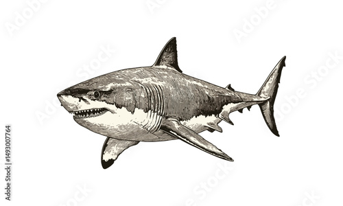 Great White Shark engraving, hand-drawn vintage marine predator, monochrome etching style, black sketch, ocean life decor, old engraving, marine wildlife art, nautical illustration,