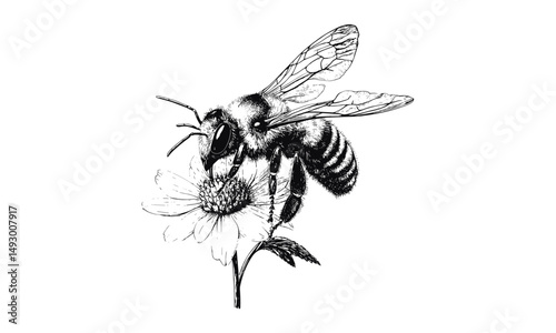 Hand-drawn honeybee on flower, vintage fauna engraving, monochrome insect line art, detailed nature etching, rustic wildlife print, retro garden illustration, black sketch, fine art