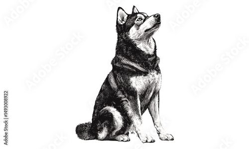 Hand-drawn vintage husky dog engraving, monochrome sketch, alert pose, retro pet art, animal etching, winter decor illustration, trendy black line art, rustic wall decor