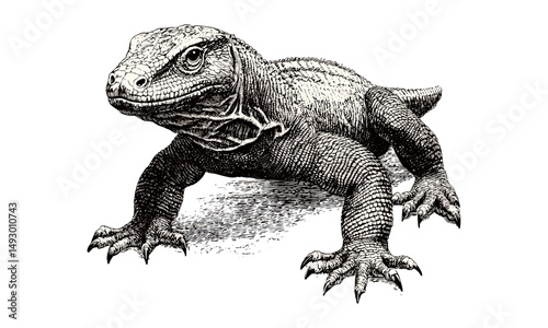 Hand-drawn Komodo Dragon engraving, vintage monochrome etching, black sketch reptile illustration, trendy wildlife art print, nature decor, exotic animal drawing, detailed linework