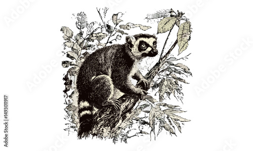 Monochrome Lemur Line Drawing, Forest Wildlife Etching, Retro Animal Sketch, Vintage Style Illustration, Rustic Nature Print, Hand-drawn Fauna Art, Antique Mammal Design,