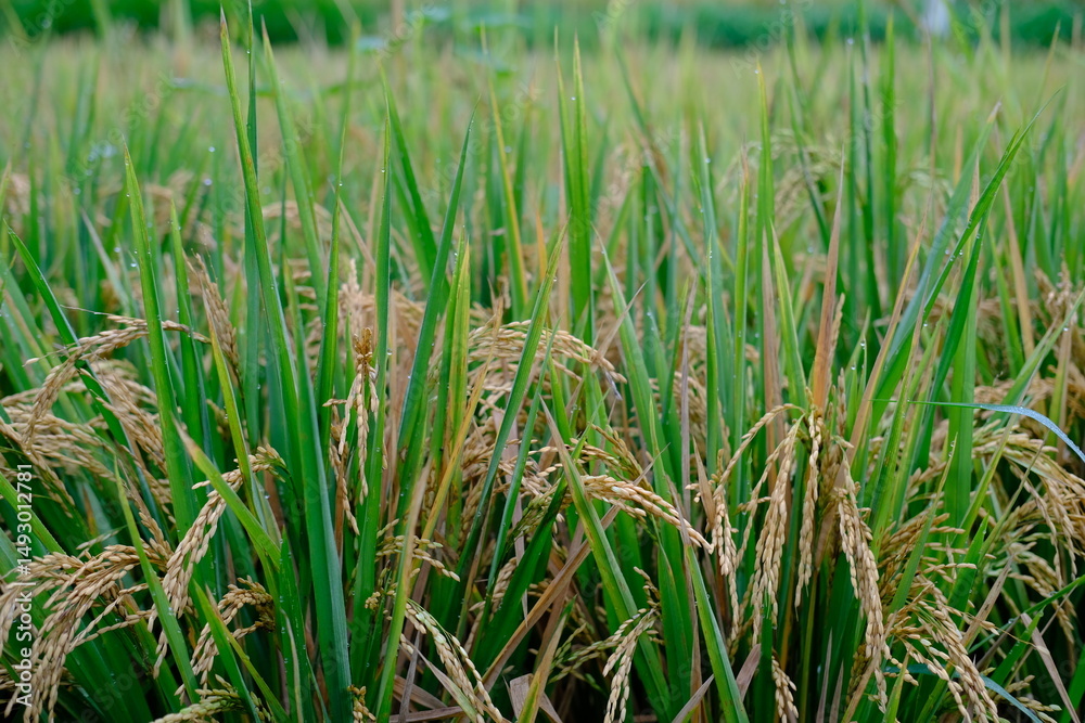 Obraz premium Brown Rice Ears Against Green Grass with Morning Dew Drops