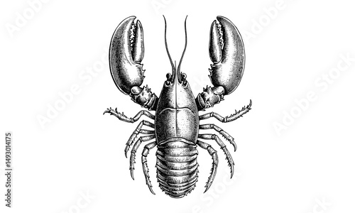 Vintage lobster engraving, hand-drawn marine crustacean, rustic line drawing print, nautical wildlife art, old-style seafood etching, retro ocean illustration, black sketch trendy ocean decor