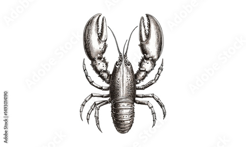 Hand-drawn lobster vintage engraving, rustic marine crustacean line drawing, old-style seafood etching, retro nautical ocean art, black sketch wildlife print, classic seaside decor