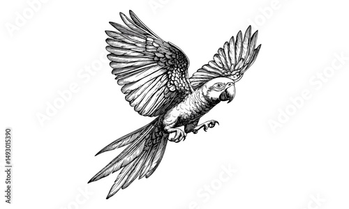 Hand-drawn macaw parrot flying, vintage monochrome tropical bird etching, black sketch engraving, trendy wildlife art, exotic bird illustration, vintage style decor for bird lovers