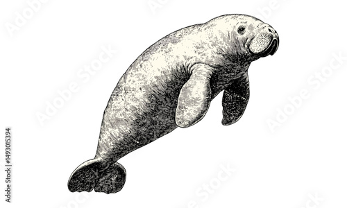 Retro wildlife sketch of manatee, vintage monochrome sea animal drawing, hand-drawn aquatic mammal engraving, antique ocean etching, old style nature illustration, trendy animal art print