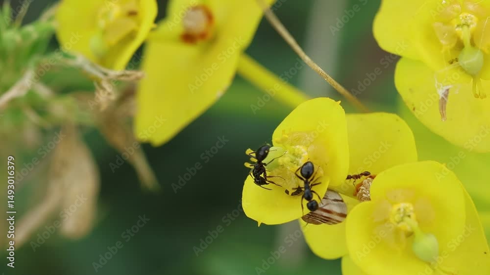 Hormiga negra de jardín (Lasius niger) en inflorescencia de Euphorbia cyparissias increpa un insecto, Alcoy, España