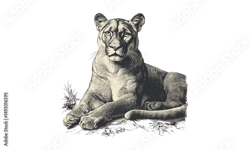 Hand-drawn mountain lion in vintage engraving style, monochrome big cat art, antique etching wildlife illustration, trendy nature prints, wild cat sketch, wilderness decor