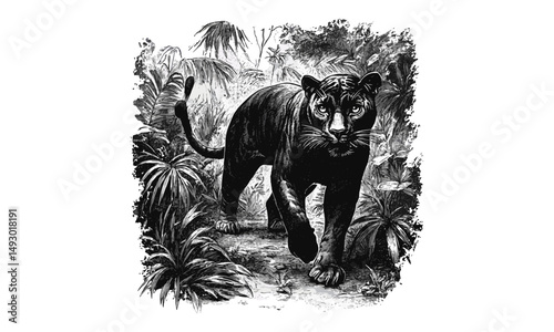 Vintage black sketch of big cat, hand-drawn engraving panther stalking, monochrome wildlife etching, retro jungle decor, nature art print, stylish animal illustration