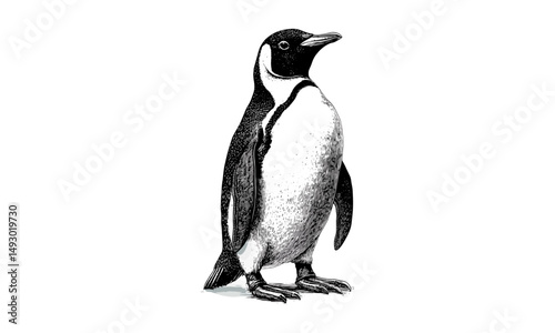 Hand-drawn monochrome penguin engraving, vintage polar animal sketch, old etching style arctic wildlife illustration, trendy nature art for animal print decor
