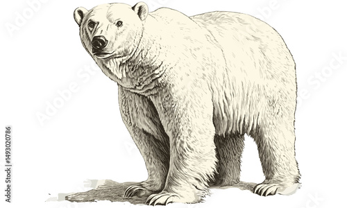 Vintage Polar Bear Engraving, Hand-drawn Mammal Line Art, Rustic Animal Print, Monochrome Nature Illustration, Retro Fauna Drawing, Detailed Wildlife Etching, old style sketch