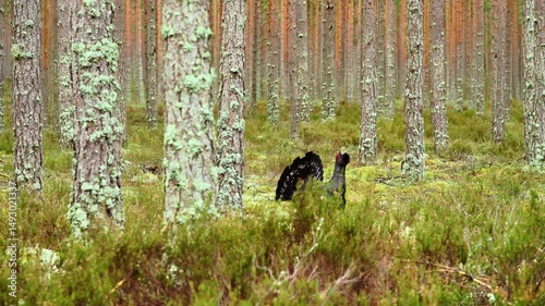 A rare bird - a capercaillie, Tetrao urogallus, roosting in a beautiful pine forest during spring. Landscape of wood grouse mating season.