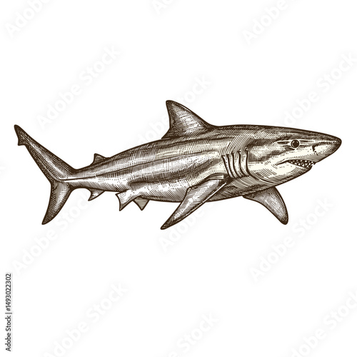 Vintage shark illustration swimming in ocean waters