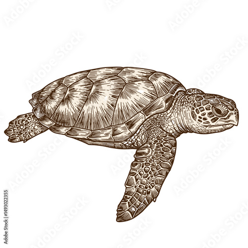 Detailed illustration of a turtle swimming gracefully underwater  