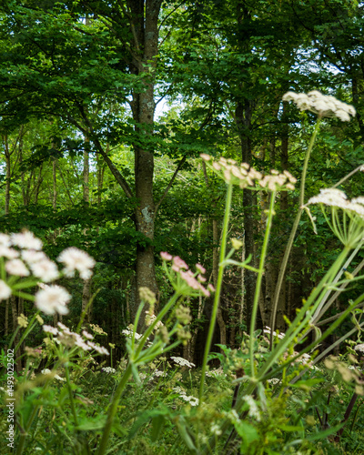 wild flowers in the forest