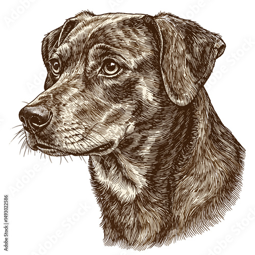 Illustration of a dog's head with focused expression
