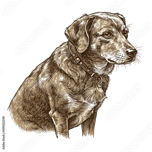 Brown dog sitting with a collar on a white background