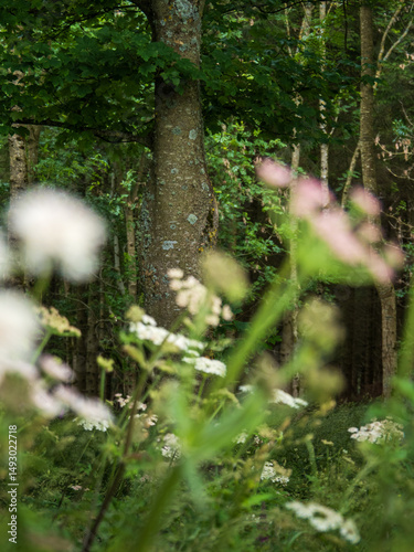 Wildflowers in English Countryside