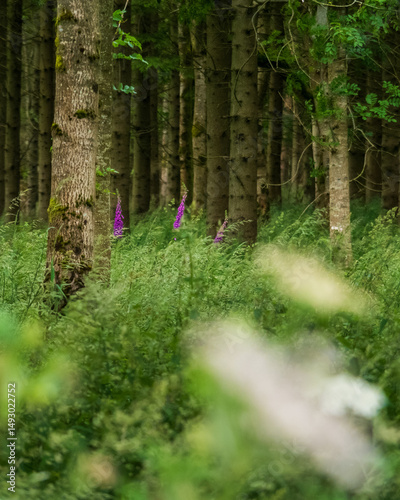 Springtime Forest in English Countryside