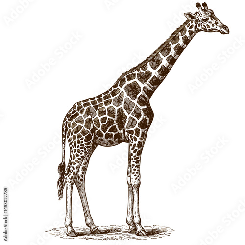 Giraffe standing gracefully on white background
