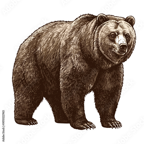 Grizzly bear standing in natural pose