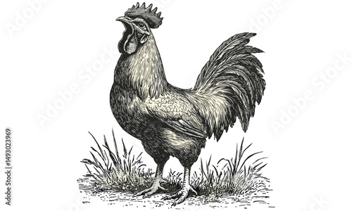 Vintage Rooster Crowing Illustration, Hand-Drawn Farm Animal Art, Monochrome Wildlife Etching, Rustic Kitchen Wall Decor, Old Engraving Style Sketch, farmhouse kitchen print,