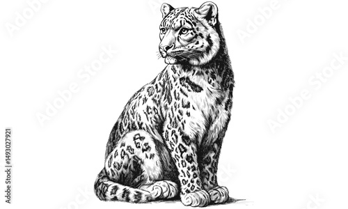 Retro black sketch of snow leopard, vintage big cat engraving, hand-drawn wildlife illustration, monochrome exotic animal art, trendy nature decor, classic animal print