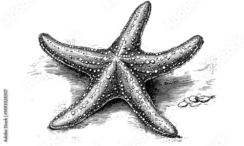 Starfish Engraving in Vintage Monochrome Etching Style, Hand-drawn Ocean Floor Illustration, Nautical Marine Life Art, Trendy Beach Decor Prints, Coastal Wall Hanging, Black Sketch