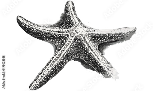 Hand-drawn Starfish Engraving on Ocean Floor, Vintage Marine Life, Monochrome Etching Style, Coastal Beach Decor, Black Sketch, Nautical Wall Art, Ocean Wildlife Prints