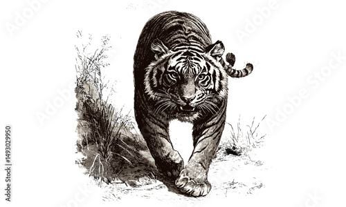 Tiger Stalking Hand-drawn Engraving, Vintage Wildlife Etching, Monochrome Wild Cat Line Art, Retro Fauna Drawing, Rustic Animal Print Black Sketch, Detailed Nature Illustration