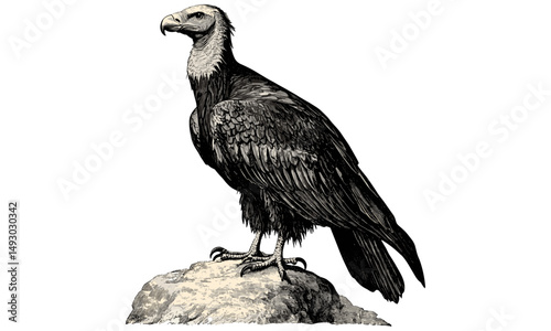 Vintage Black Sketch of Vulture on Rock, Antique Bird of Prey Engraving, Rustic Ornithology Drawing, Retro Wildlife Sketch, Old Natural History Illustration, Classic Etching Art