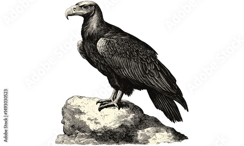Vulture perched on rock engraving, vintage bird of prey illustration, antique rustic wildlife sketch, hand-drawn retro etching, black ink ornithology drawing, natural history art, wildlife print,