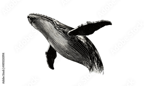 Whale breaching vintage engraving, monochrome marine mammal sketch, hand-drawn ocean wildlife art, coastal home decor, trendy black and white nautical illustration