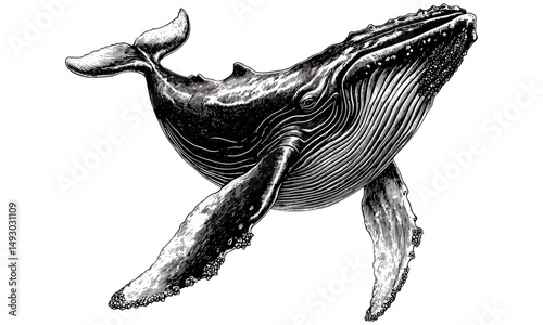 Black sketch vintage whale breaching engraving, monochrome marine mammal illustration, coastal ocean wildlife decor, trendy hand-drawn art print, old style nautical drawing
