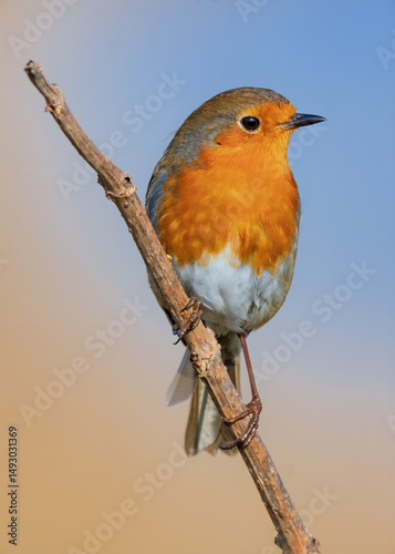 robin on a branch