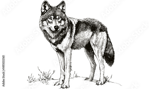 Monochrome Wolf Illustration, Vintage Wildlife Engraving, Rustic Nature Drawing, Detailed Mammal Etching, Antique Animal Print, Hand-drawn Sketch, Old Style Wildlife Art