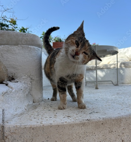 Photography Cute little calico cat shaking it's head