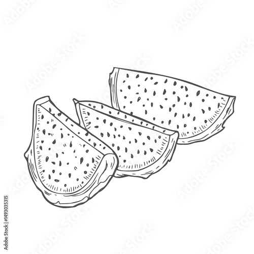 Dragon fruit slices in vector sketch. A piece of pitahaya