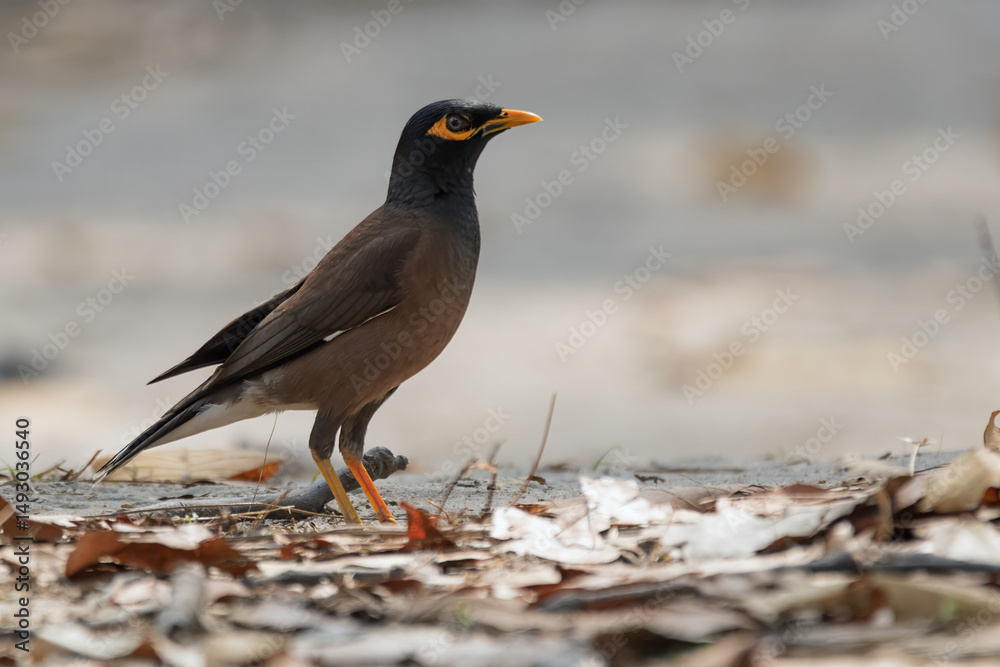 mynah bird mynah bird