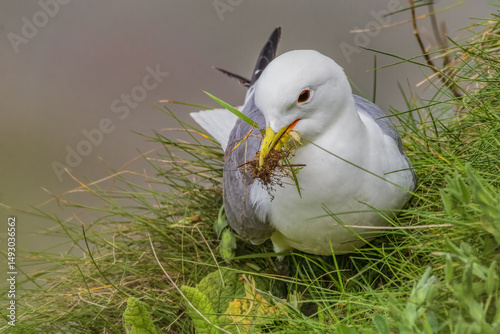 kittiwake