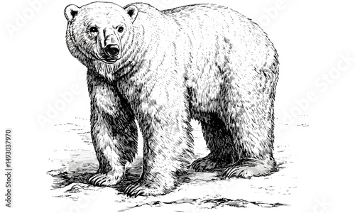 Engraved Wildlife Art, Hand-drawn Polar Bear in Arctic, Vintage Nature Illustration, Black Sketch Effect, Winter Animal Print, Old Engraving Style, Trendy Rustic Wall Art
