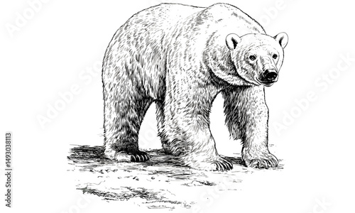 Hand-drawn Polar Bear Arctic, Vintage Nature Illustration, Engraved Wildlife Art, Black Sketch Effect, Detailed Animal Print, Winter Decor, Old Engraving Style, Arctic Animals Art