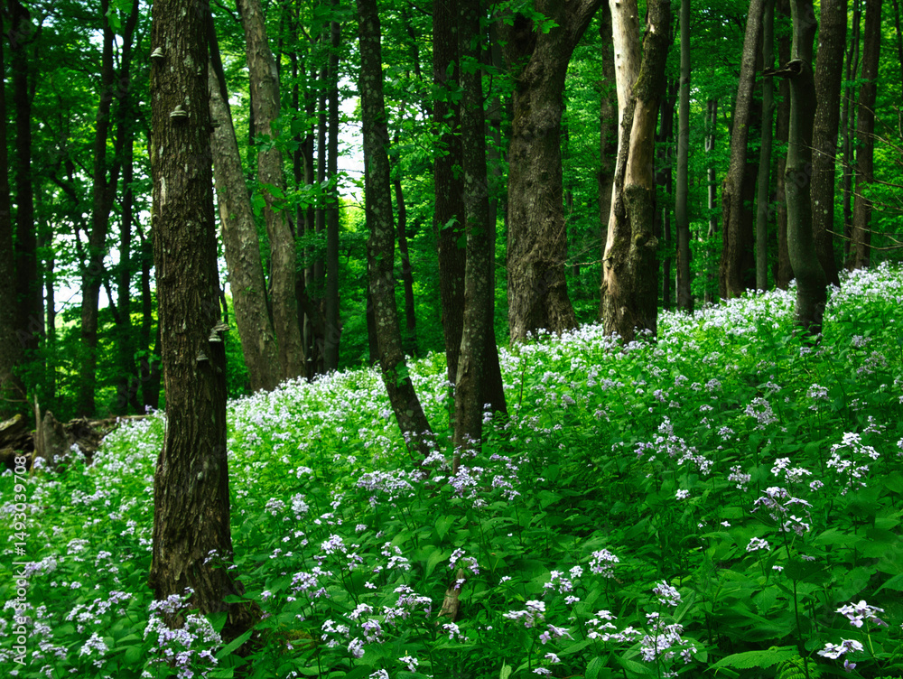 Obraz premium Broad leaf trees primeval forest at spring daylight