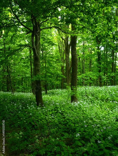 Broad leaf trees primeval forest at spring daylight